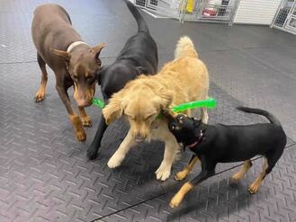 SOUTH SHORE BUSINESS REVIEW - beach dogz daycare playtime